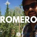 Siembra romero en macetas: aromatiza tu hogar con esta guía fácil