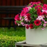 Siembra rosas en papas: una técnica fácil y efectiva