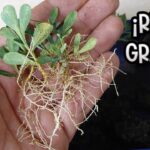 Mano sosteniendo plántulas de ruda con abundantes raíces finas; Siembra ruda sin raíz: guía completa para tener éxito.