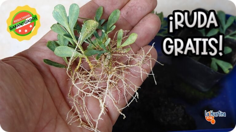 Siembra ruda sin raíz: guía completa para tener éxito