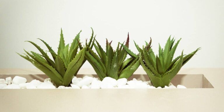 Siembra sábila fácilmente con una hoja: guía completa con tres plantas de sábila en una jardinera rectangular sobre piedras blancas