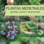 Siembra sábila para la buena suerte: guía práctica y efectiva