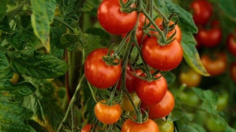 siembra salud en otono frutas y verduras para cosechar en casa