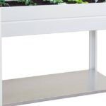 Siembra salud en tu hogar: aprende a plantar albahaca en casa