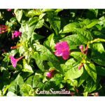 Siembra semillas de Mirabilis Jalapa y añade color a tu jardín