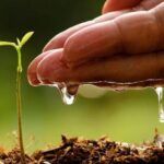 Siembra siempre viva fácilmente desde semilla ¡Aprende cómo!