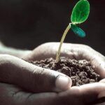 Siembra sin tierra: 5 plantas que crecen en agua