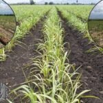 Siembra soja con éxito: guía paso a paso