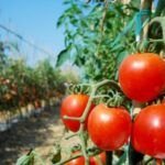 Siembra tomates cherry en Argentina: el momento perfecto