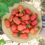 Siembra tomates en casa: Guía completa para plantar desde la semilla