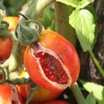 Siembra tomates fácilmente: guía para plantar directo en la tierra