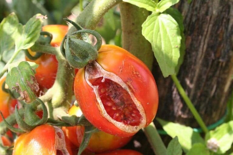 siembra tomates facilmente guia para plantar directo en la tierra