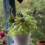 Siembra tu creatividad: aprende cómo plantar un lápiz con semillas