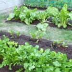 Siembra tu huerta de otoño-invierno con estas plantas