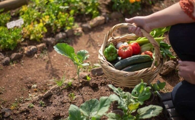 siembra tu huerto de otono descubre las mejores verduras y hortalizas