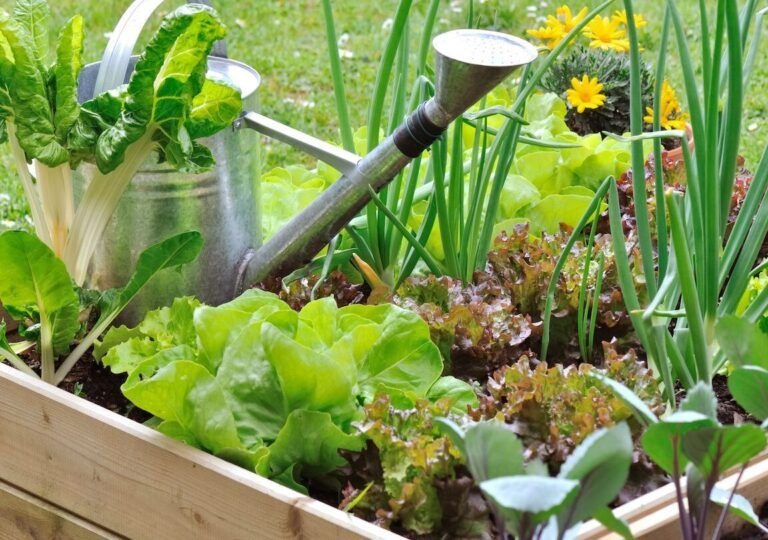siembra tu huerto en abril las mejores verduras para cultivar