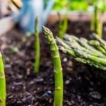 Siembra tu huerto en febrero: consejos para cultivar en Extremadura