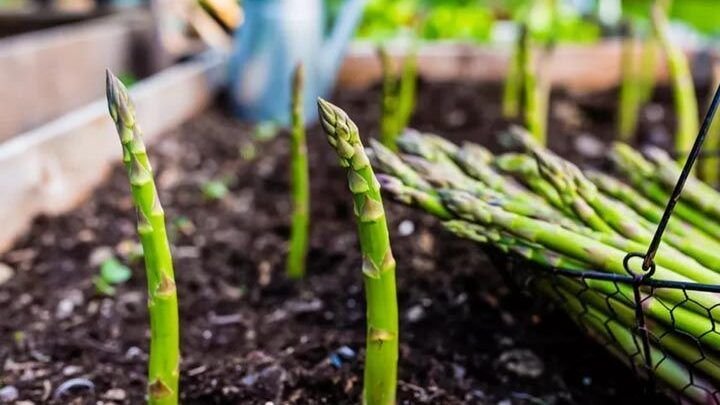 siembra tu huerto en febrero consejos para cultivar en extremadura