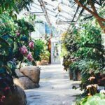 Siembra tu huerto en junio: consejos para el hemisferio norte