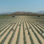 Siembra tu huerto en marzo en Córdoba: descubre qué plantar