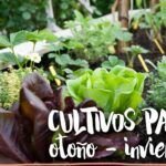 Siembra tu huerto en noviembre: consejos y variedades para Madrid