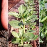 Siembra tu huerto en noviembre: descubre qué plantar ahora