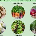 Siembra tu huerto en octubre: consejos y variedades