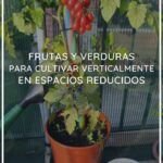 Siembra tu huerto en otoño: Verduras ideales para plantar ahora