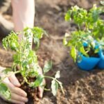 Siembra tu huerto en septiembre: frutas y verduras para cosechar