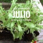 Siembra tu huerto en septiembre: hortalizas y verduras ideales