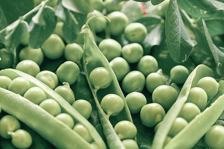 siembra tu huerto las mejores verduras para plantar en mayo y junio