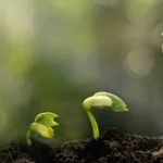 Siembra tu huerto urbano en marzo: descubre qué plantar
