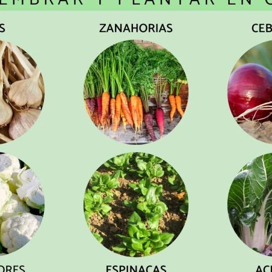 siembra tu huerto urbano en septiembre descubre que plantar