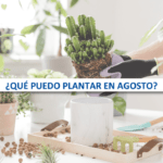 Siembra tu jardín con éxito: qué plantar a finales de verano