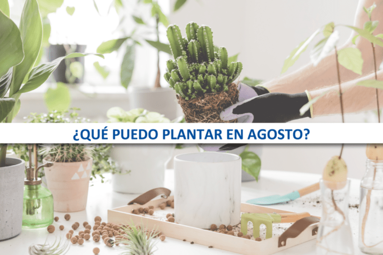 siembra tu jardin con exito que plantar a finales de verano