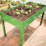 Siembra tu jardín en agosto en Valencia: ¡Descubre qué plantar!