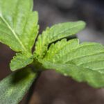 Siembra tu jardín en julio: ¡Descubre qué puedes plantar ahora!