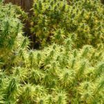 Siembra tu jardín en junio: consejos para plantar en Valencia