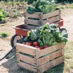 Siembra tu jardín en octubre: ¡Descubre qué plantar ahora!