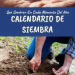 Siembra tu jardín en octubre: ¿Qué plantar en el País Vasco?