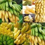 Siembra tu propia banana: cómo plantarla desde la fruta