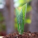 ¡Siembra tu propia cereza! Aprende cómo sembrar un hueso en casa