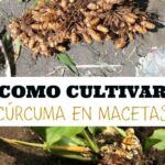 Siembra tu propia cúrcuma en casa: ¡Aprende cómo!