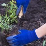 Siembra tu propia huerta de hierbas aromáticas: consejos y trucos