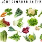 Siembra tu propia huerta en febrero con estas verduras