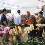 Siembra tu propia orquídea con estos simples pasos