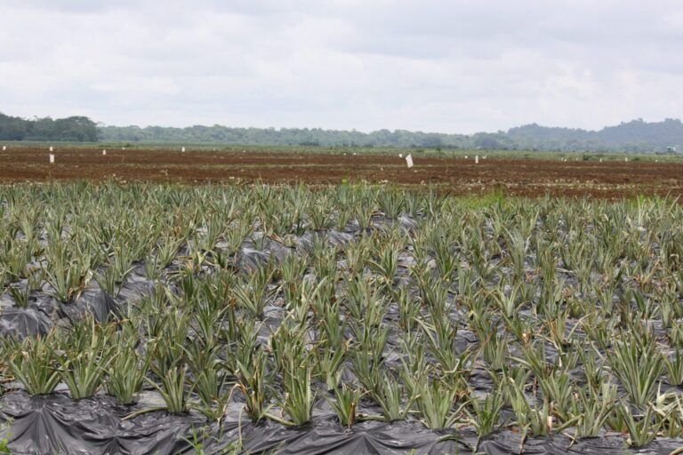siembra tu propia pina aprende como plantarla desde otra pina