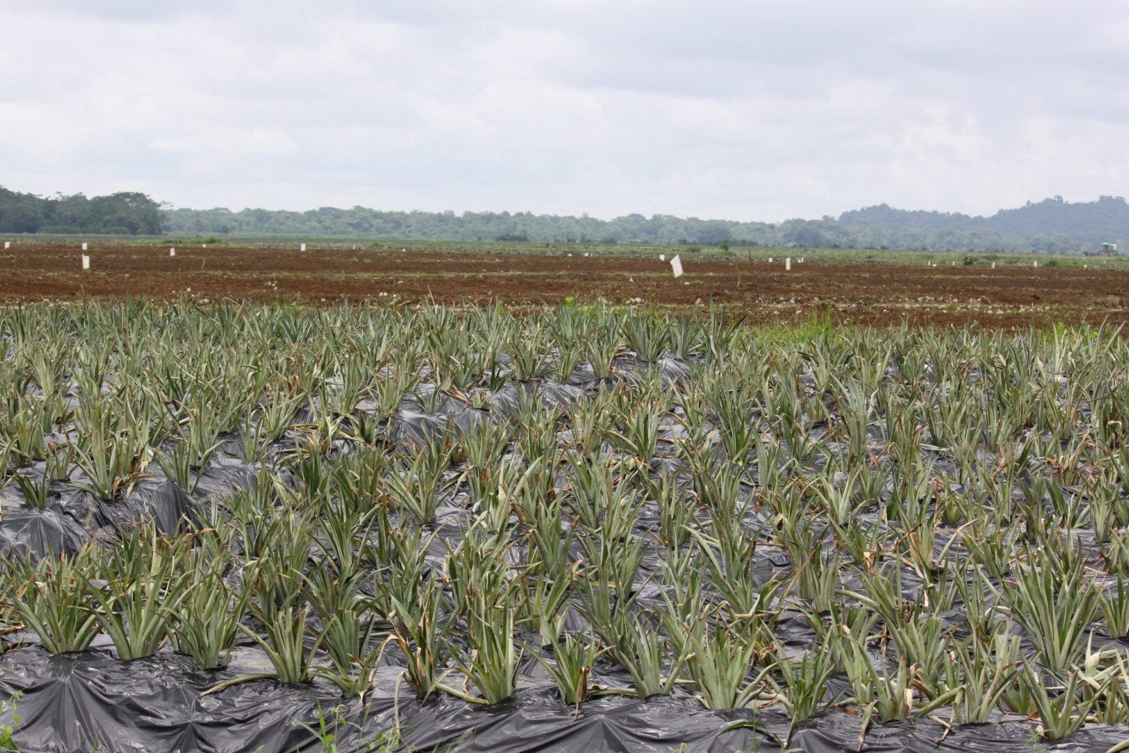 Siembra tu propia PIÑA - Aprende a PLANTARla FÁCIL