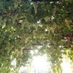 Siembra tu propia vid: cómo plantar una parra por esqueje