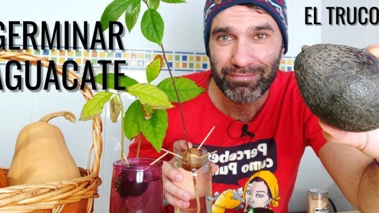 siembra tu propio aguacate en casa aprende como